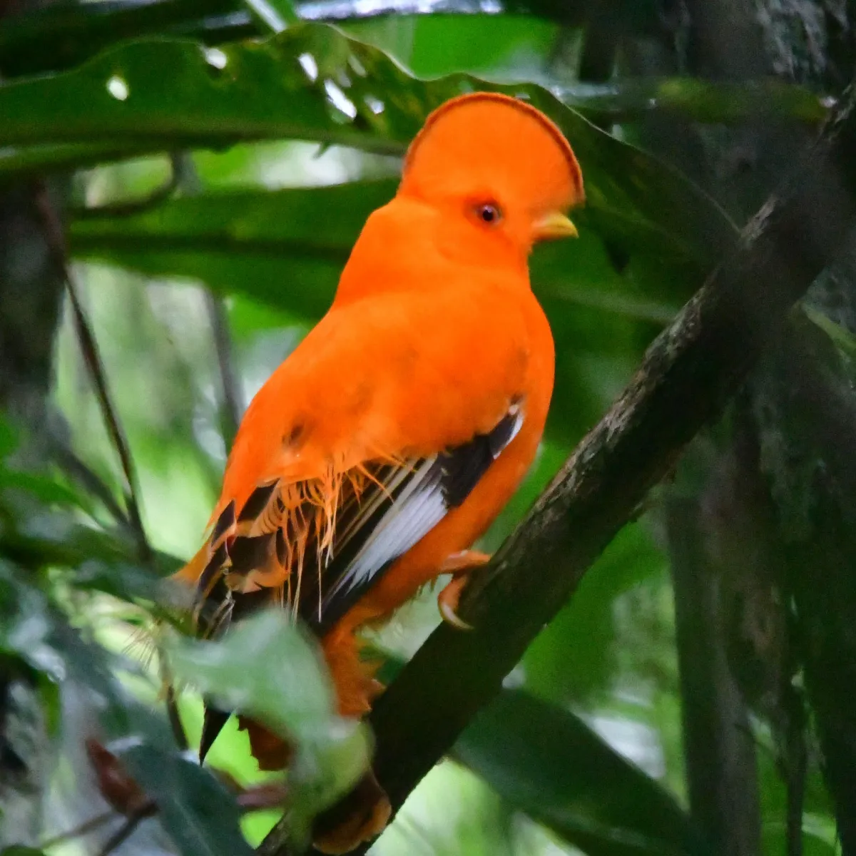 Gespotte Oranje rotshaan