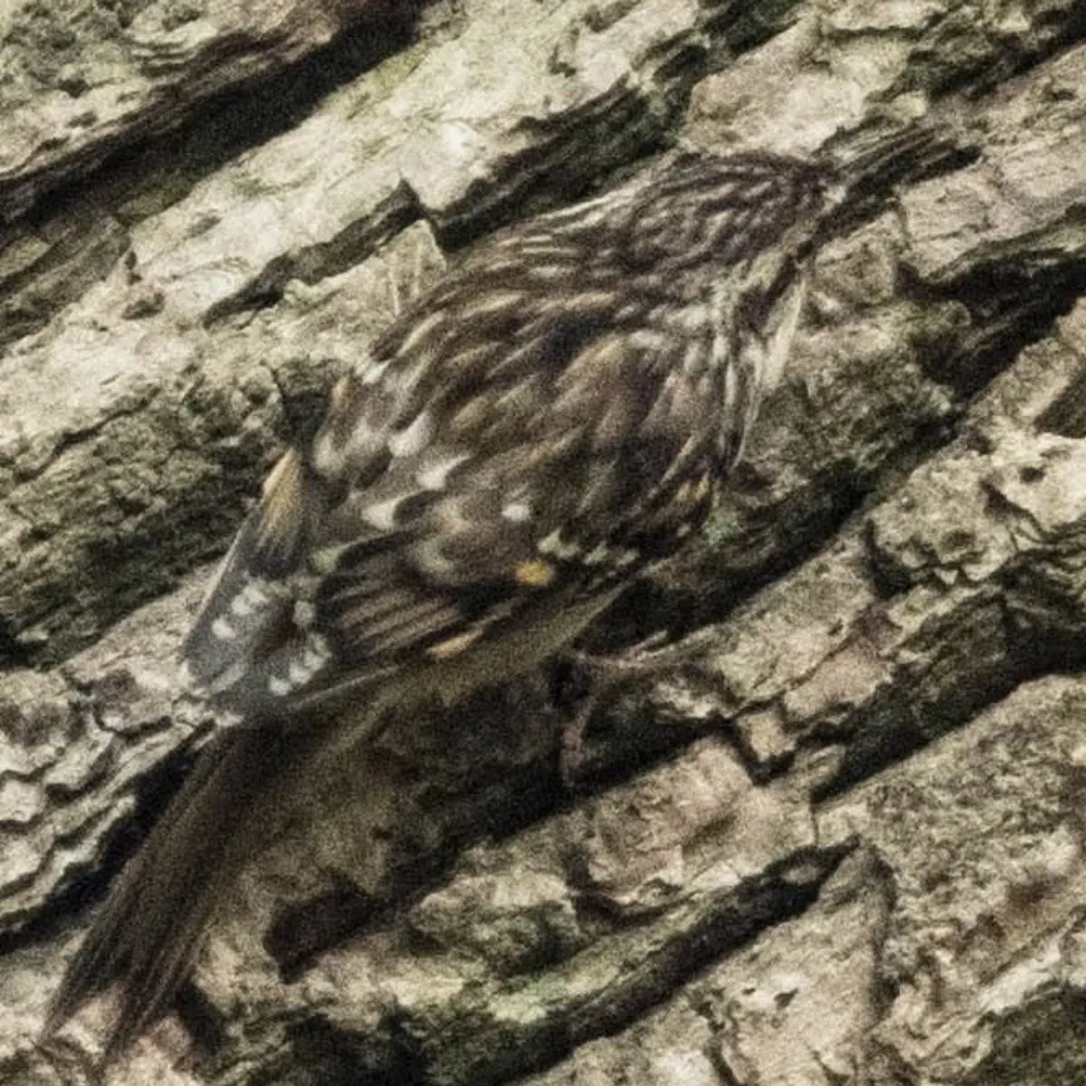 Gespotte Boomkruiper