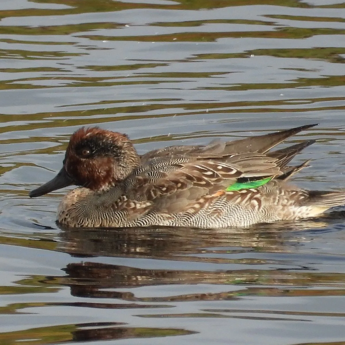Gespotte Wintertaling