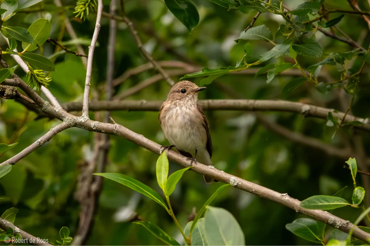 Gespotte Grauwe vliegenvanger