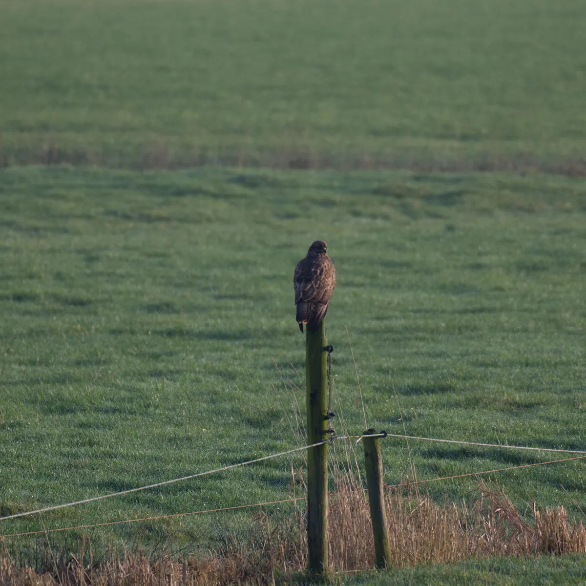 Gespotte Buizerd