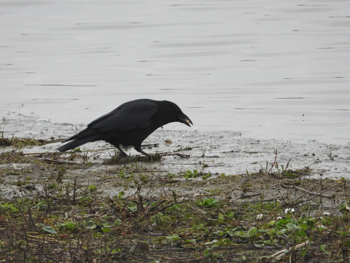 Gespotte Zwarte kraai