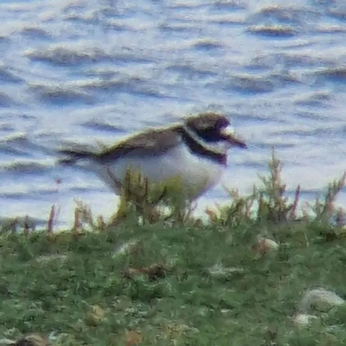 Gespotte Bontbekplevier