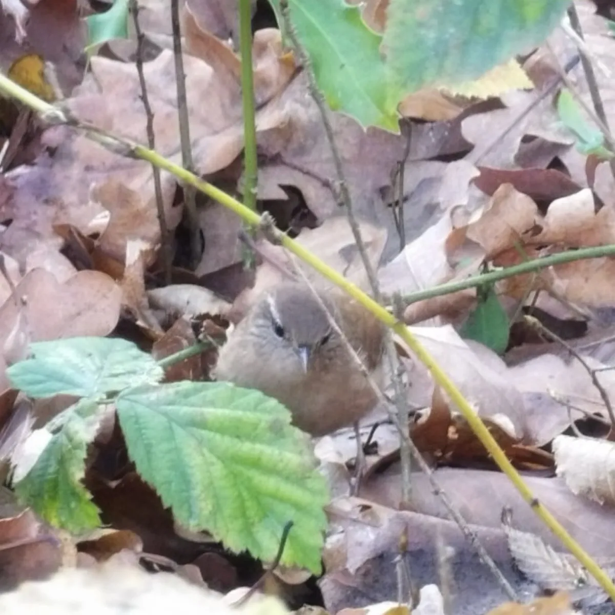 Spotted Eurasian Wren