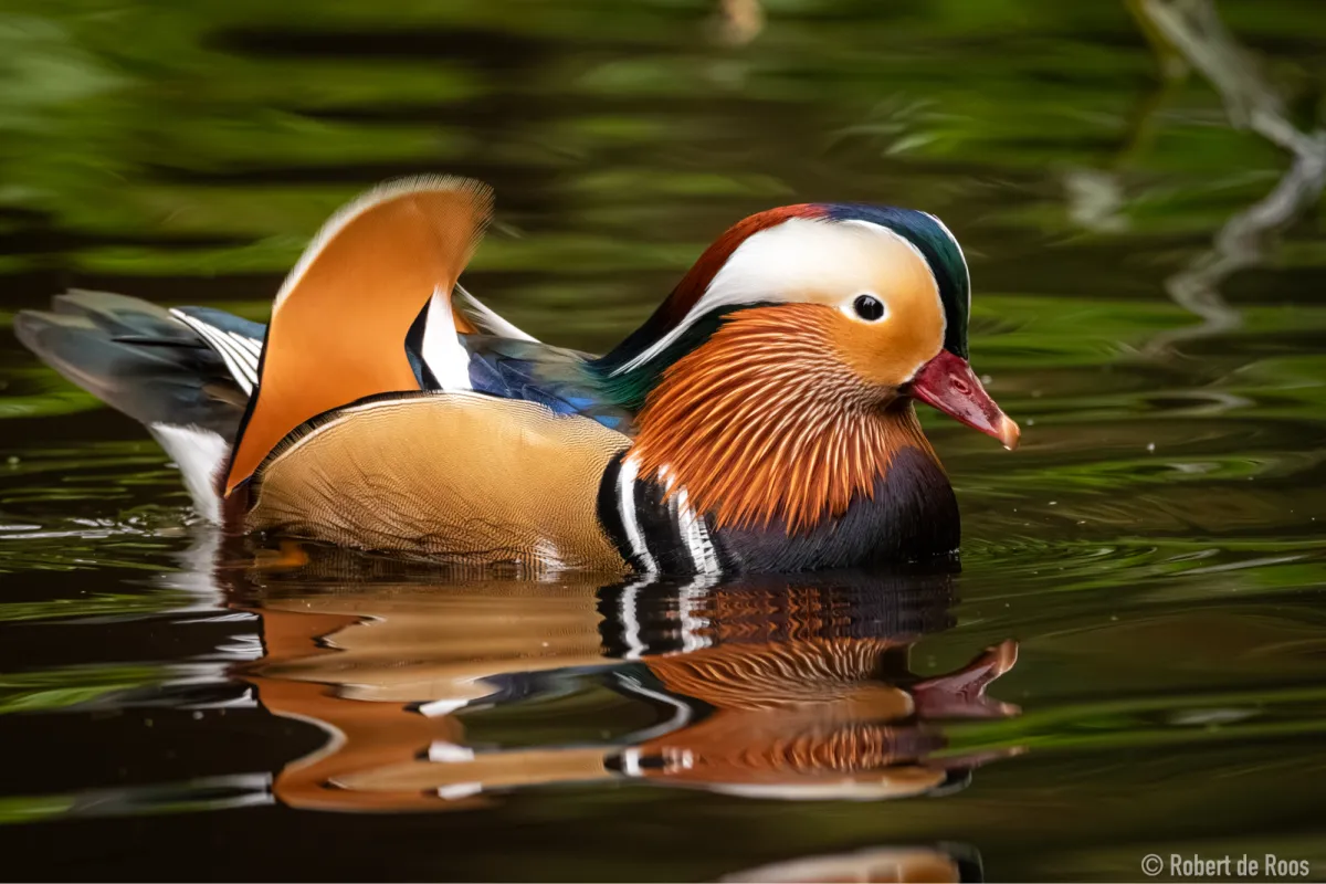 Gespotte Mandarijneend