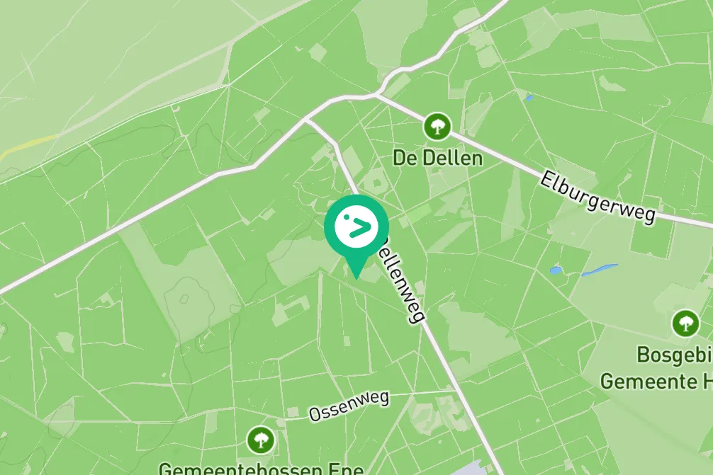 Gespotte Zwarte specht