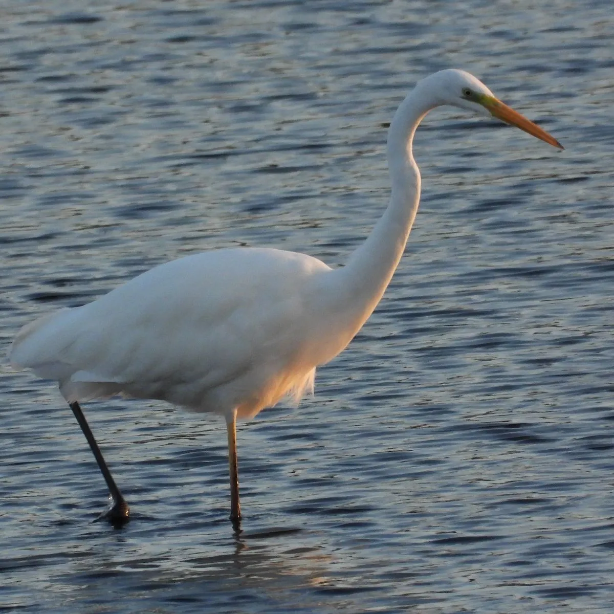 Gespotte Grote zilverreiger