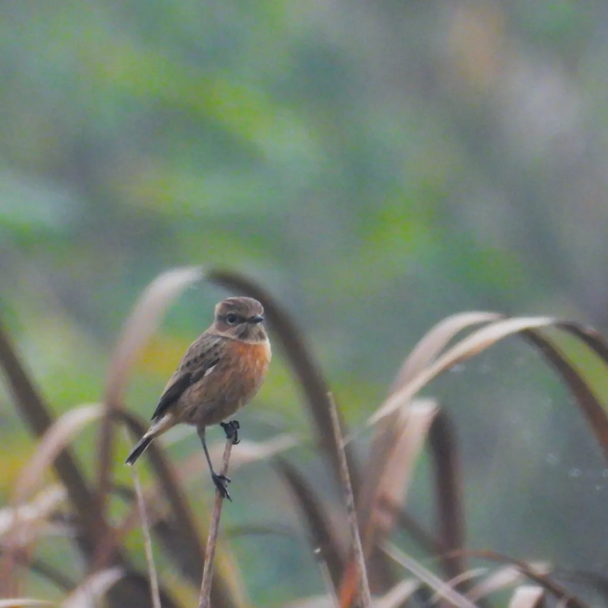Gespotte Roodborsttapuit