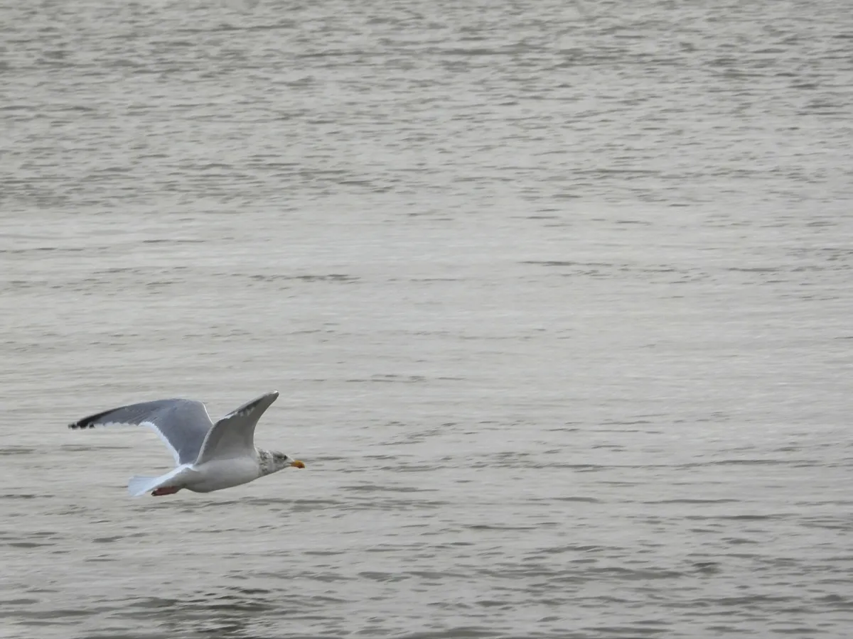 Gespotte Zilvermeeuw