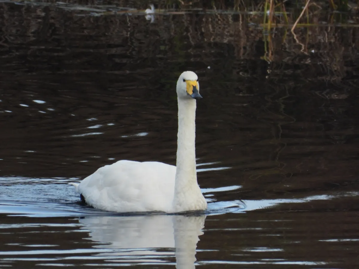 Gespotte Wilde zwaan