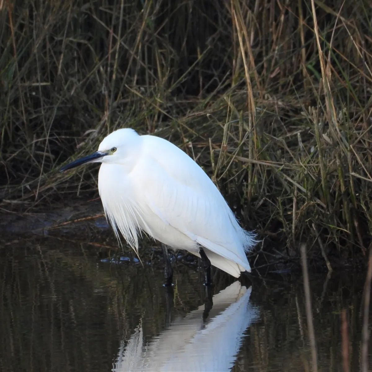 Gespotte Kleine zilverreiger