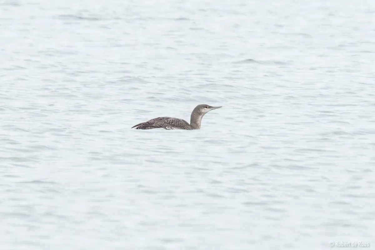 Gespotte Roodkeelduiker