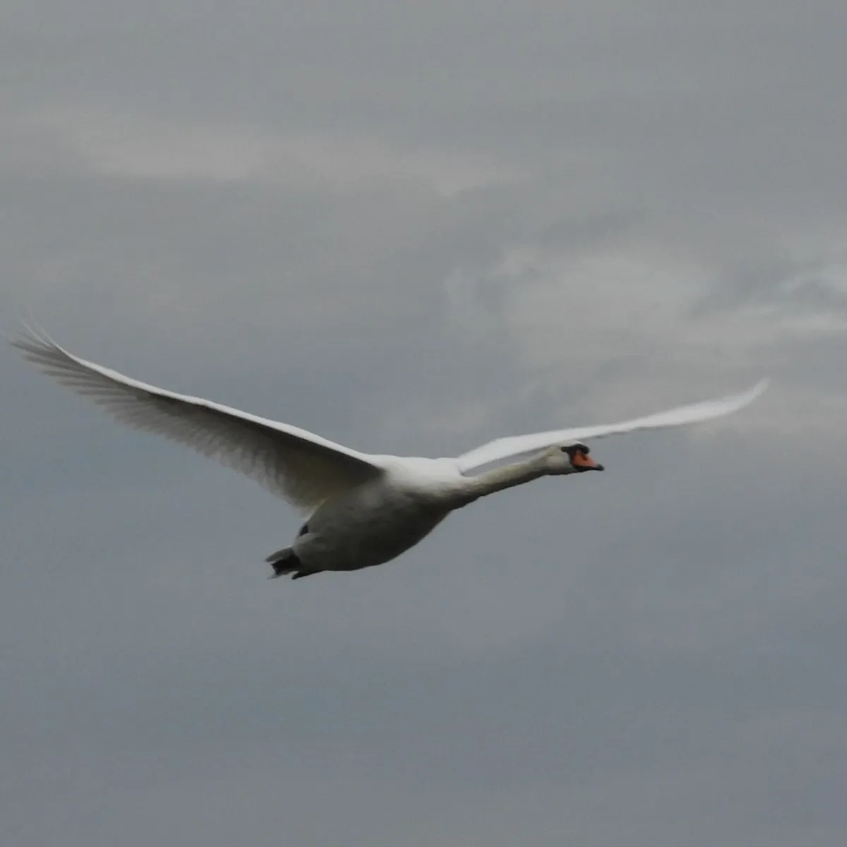 Gespotte Knobbelzwaan