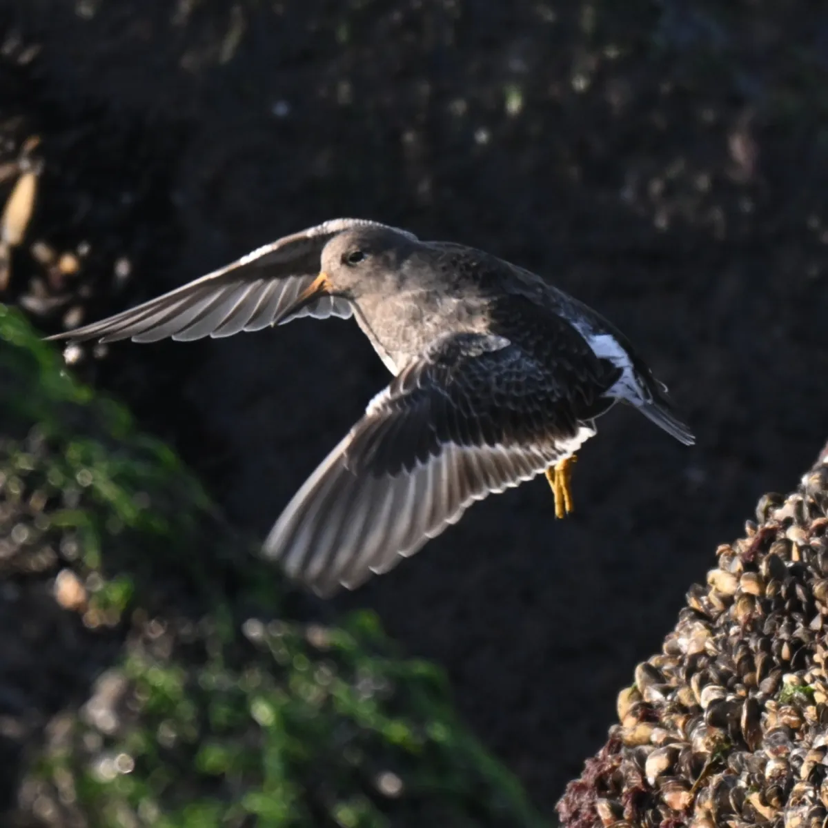 Gespotte Paarse strandloper