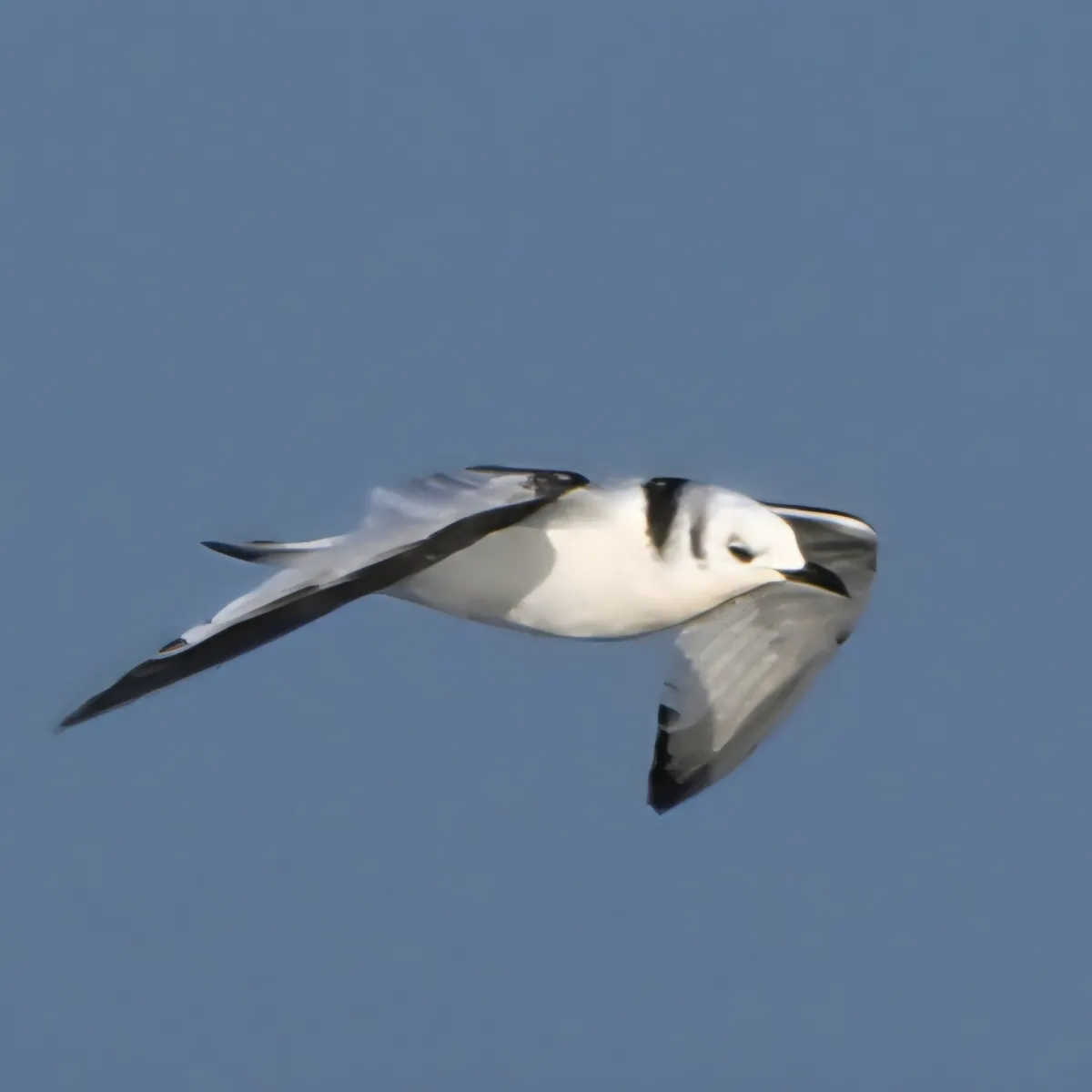 Gespotte Drieteenmeeuw