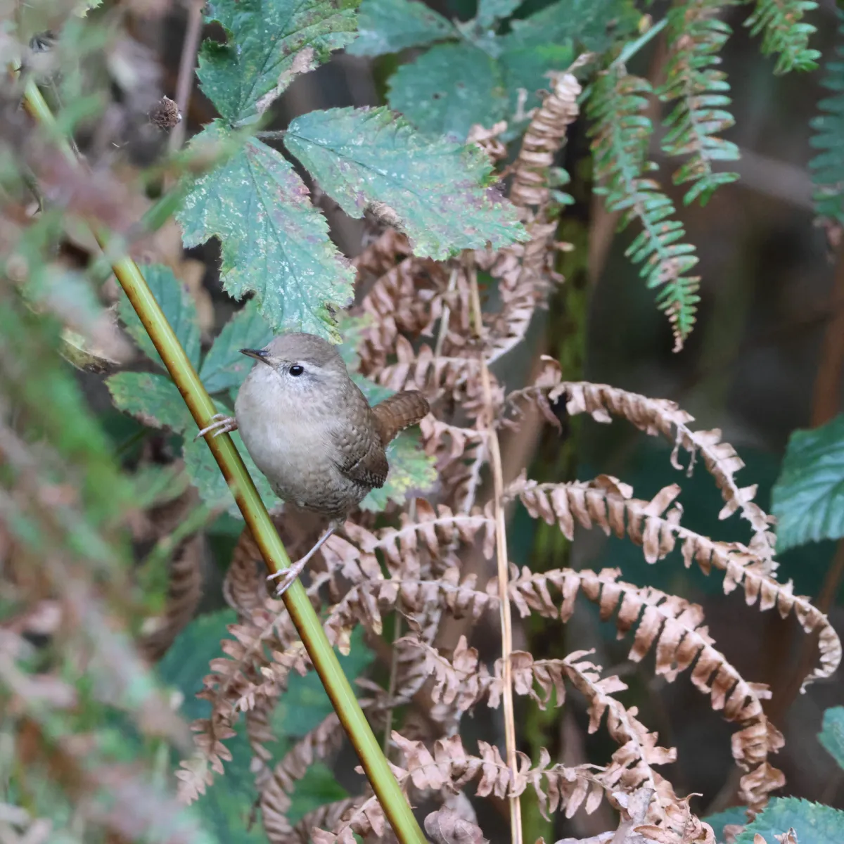 Gespotte Winterkoning
