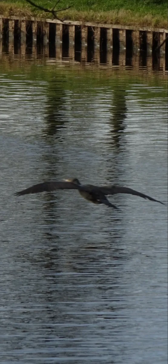 Gespotte Aalscholver