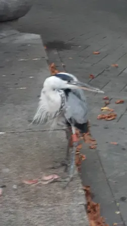 Gespotte Blauwe reiger