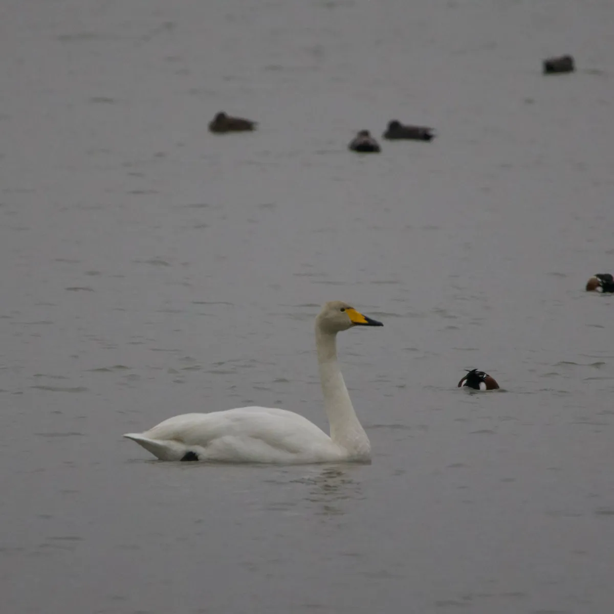 Gespotte Wilde zwaan