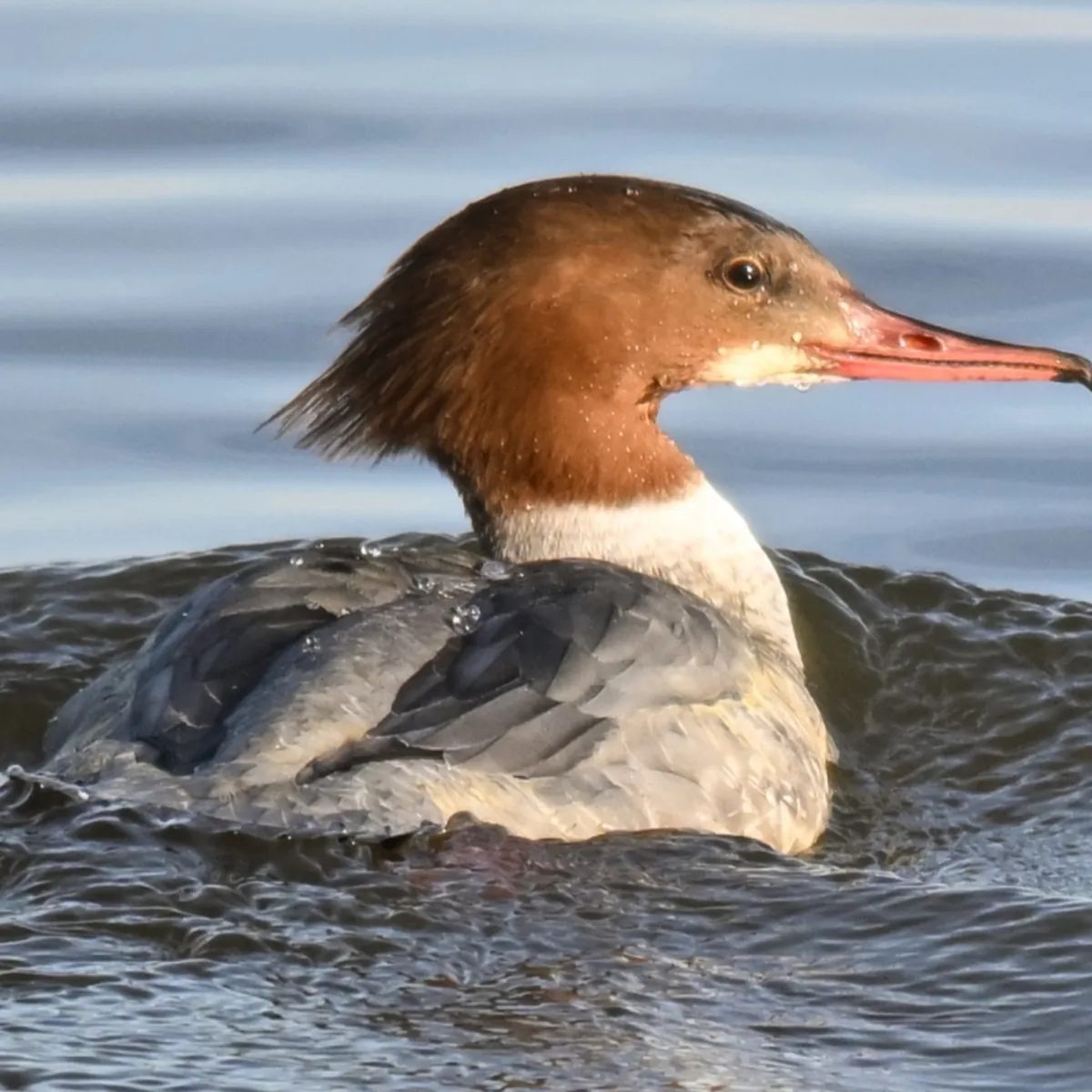 Gespotte Grote zaagbek