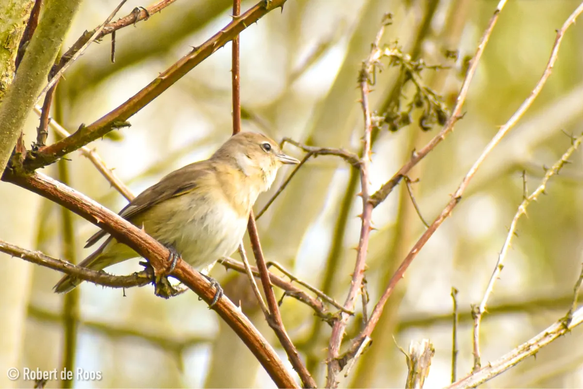Gespotte Tuinfluiter