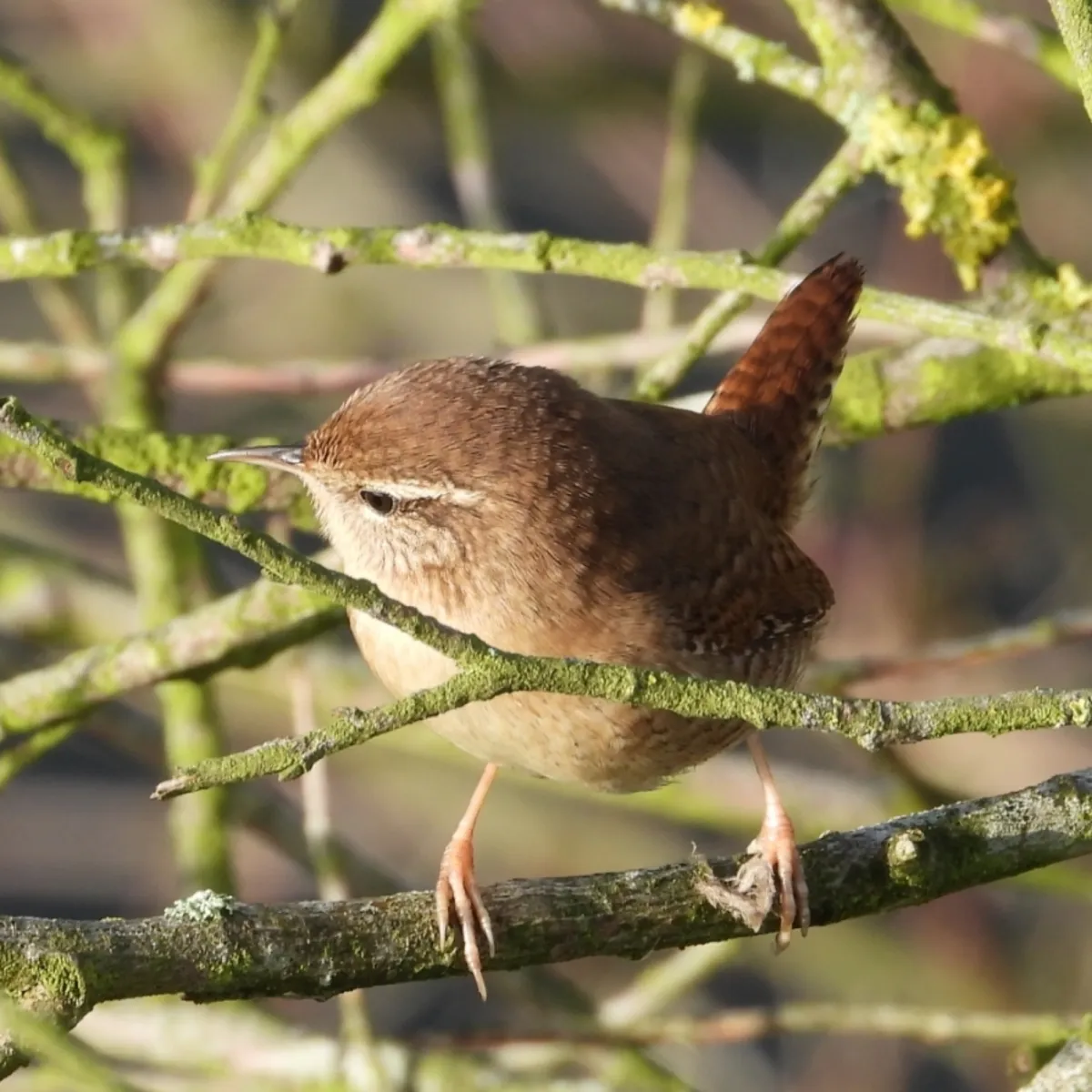 Gespotte Winterkoning