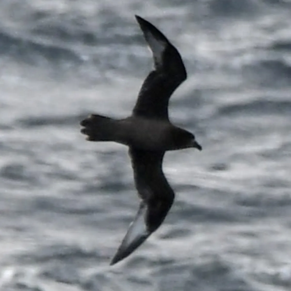 Gespotte Solanderstormvogel
