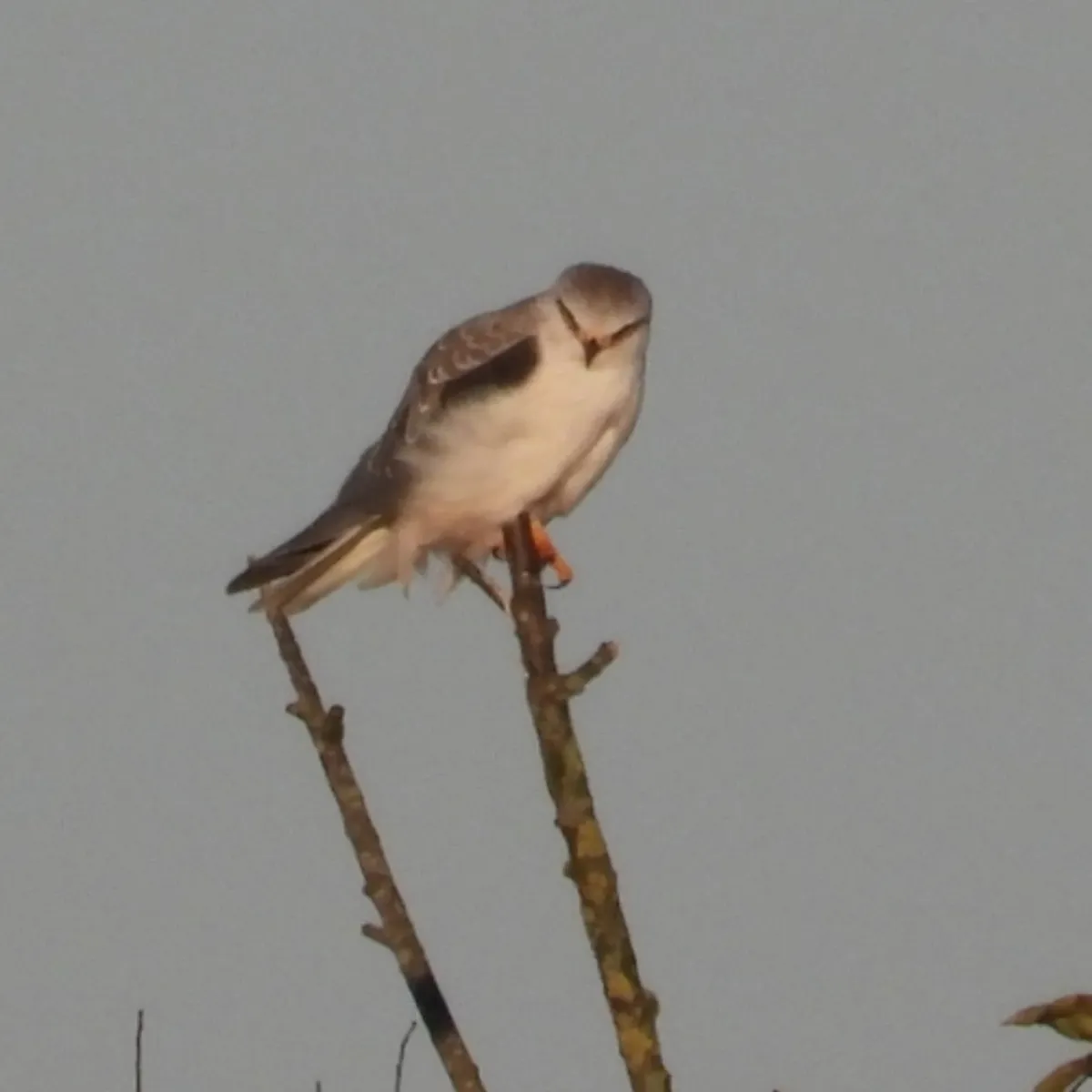 Gespotte Grijze wouw