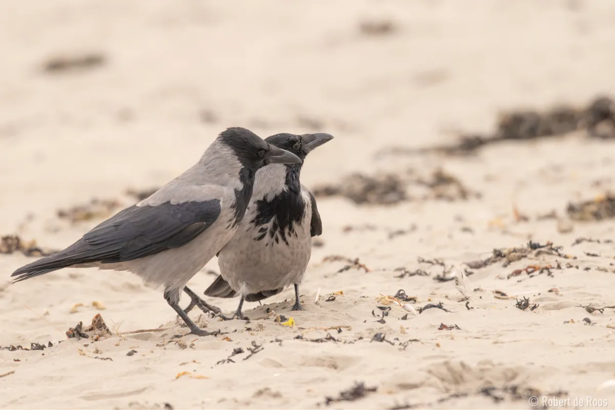 Gespotte Bonte kraai