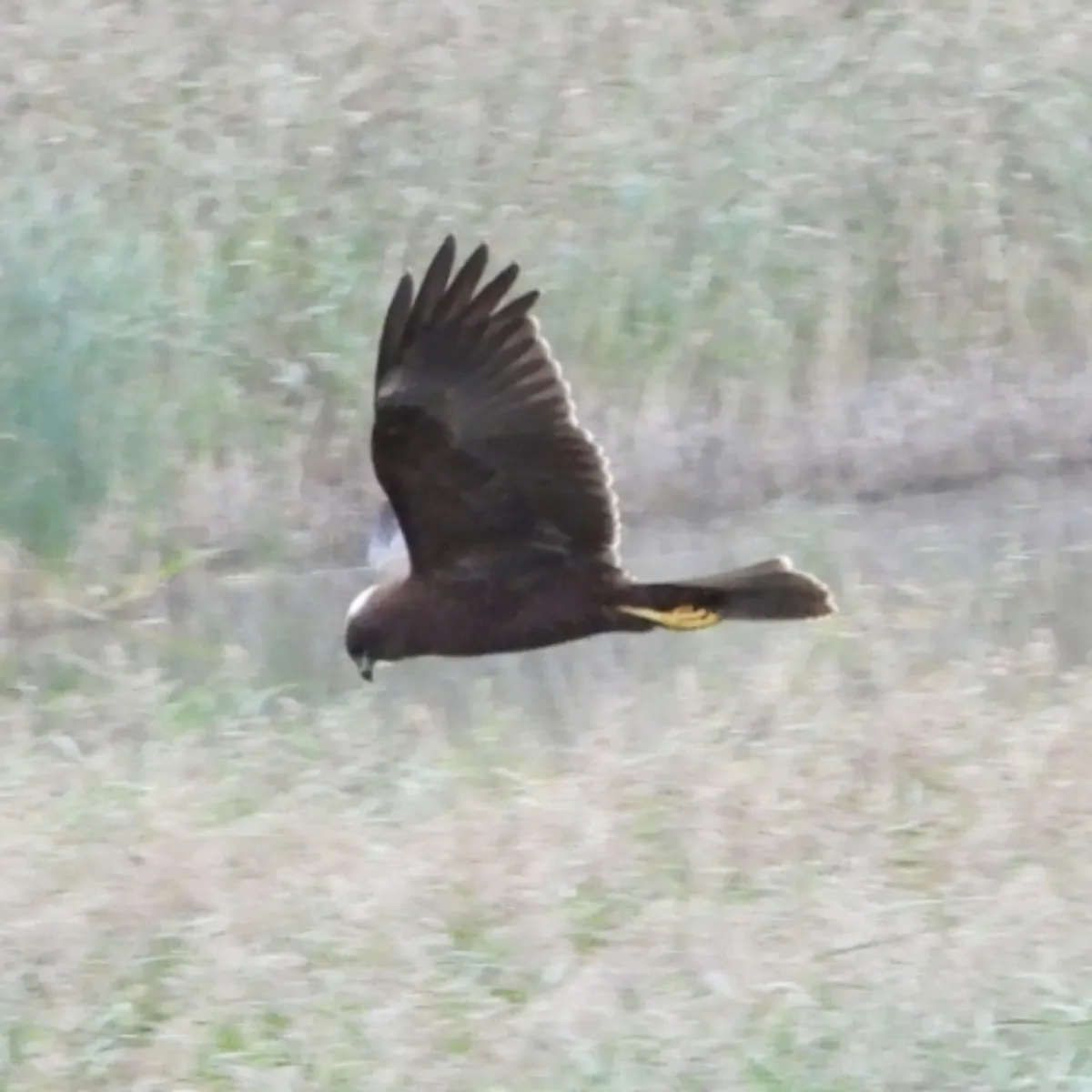 Gespotte Bruine kiekendief