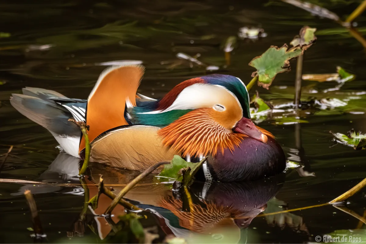 Gespotte Mandarijneend