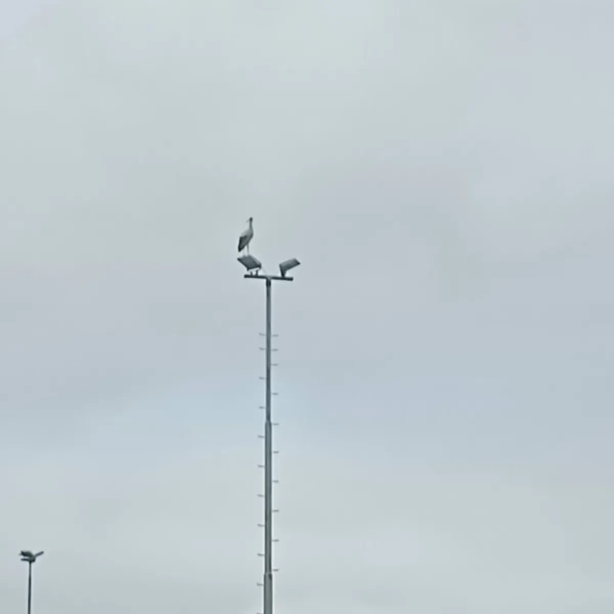 Gespotte Ooievaar