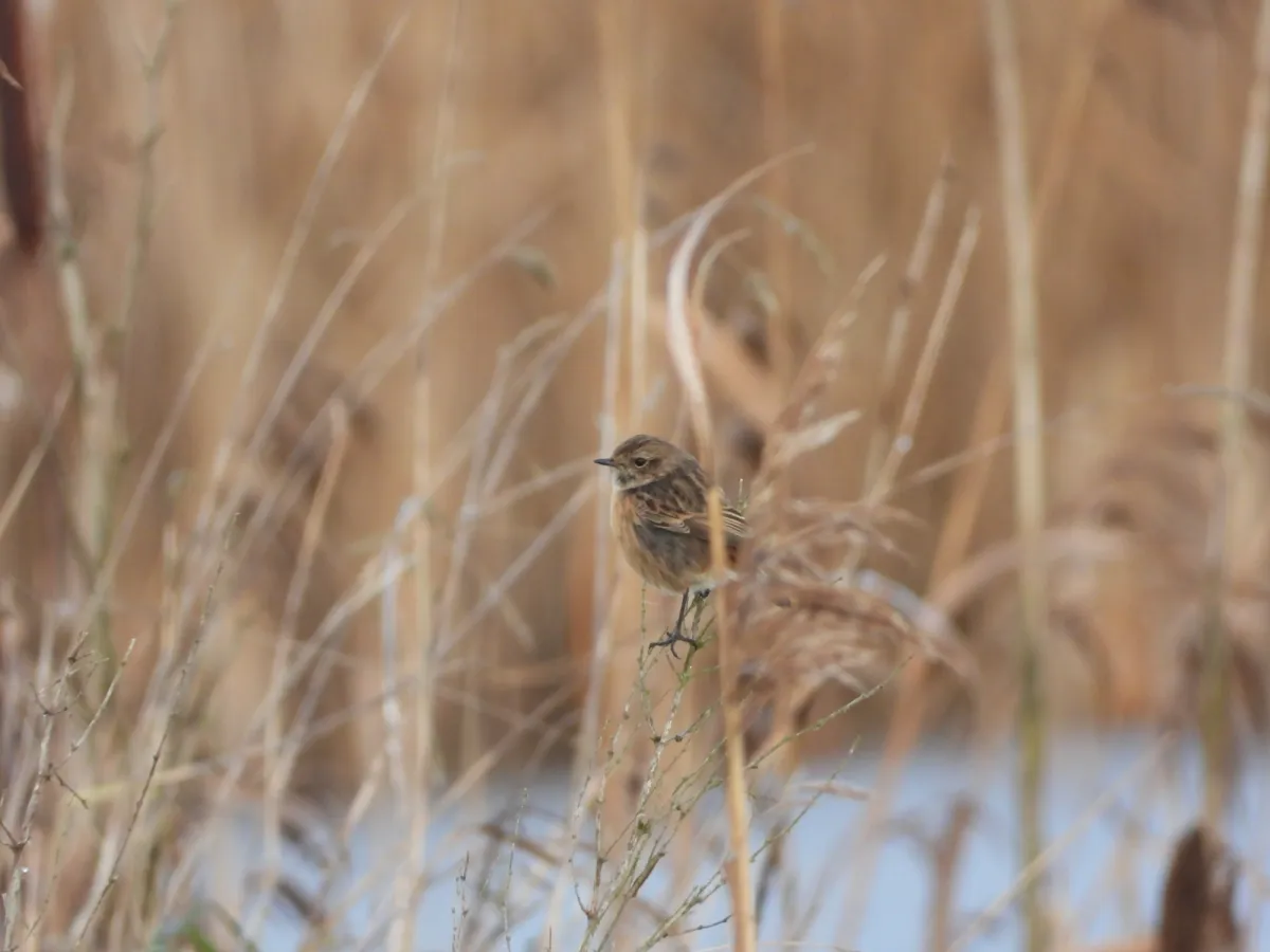 Gespotte Roodborsttapuit