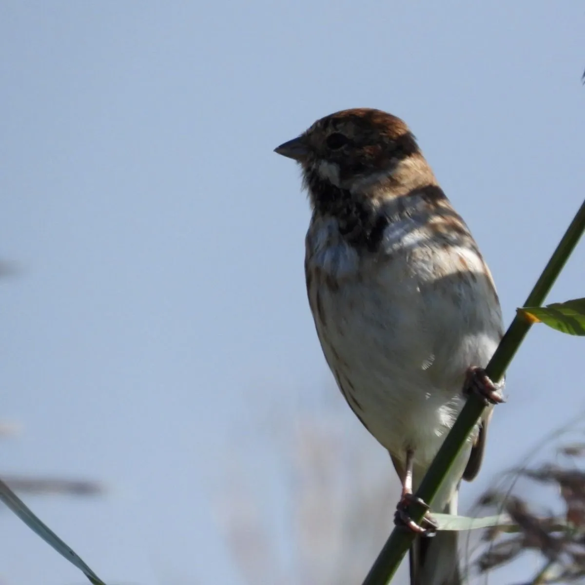 Spotted Reed Bunting