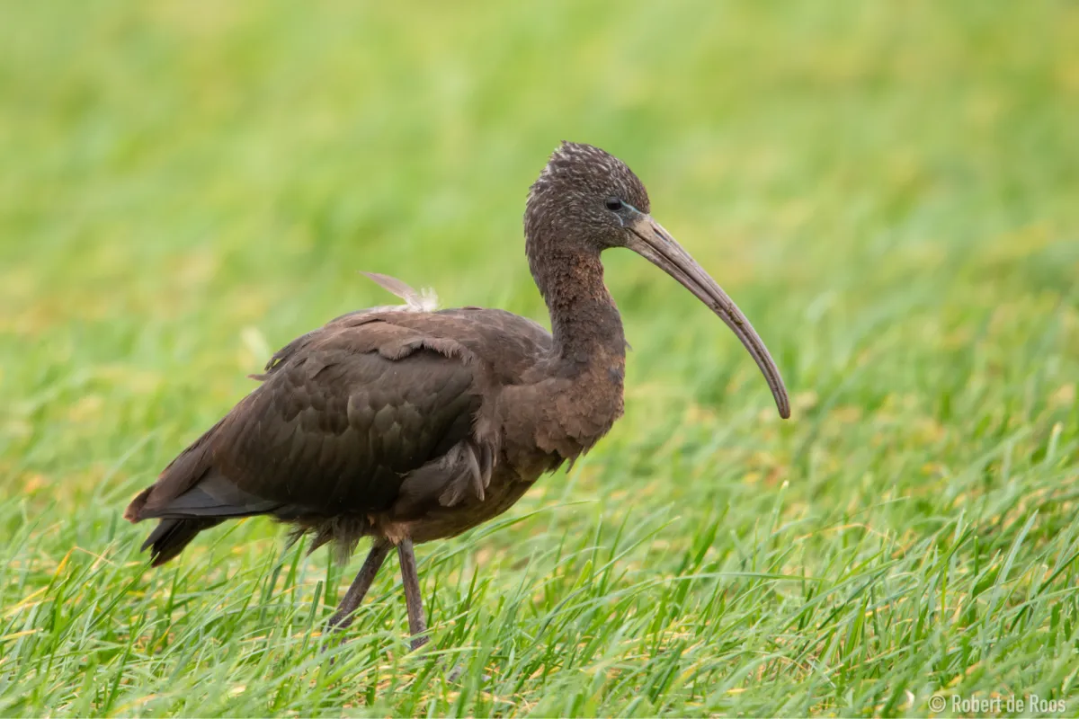 Gespotte Zwarte ibis