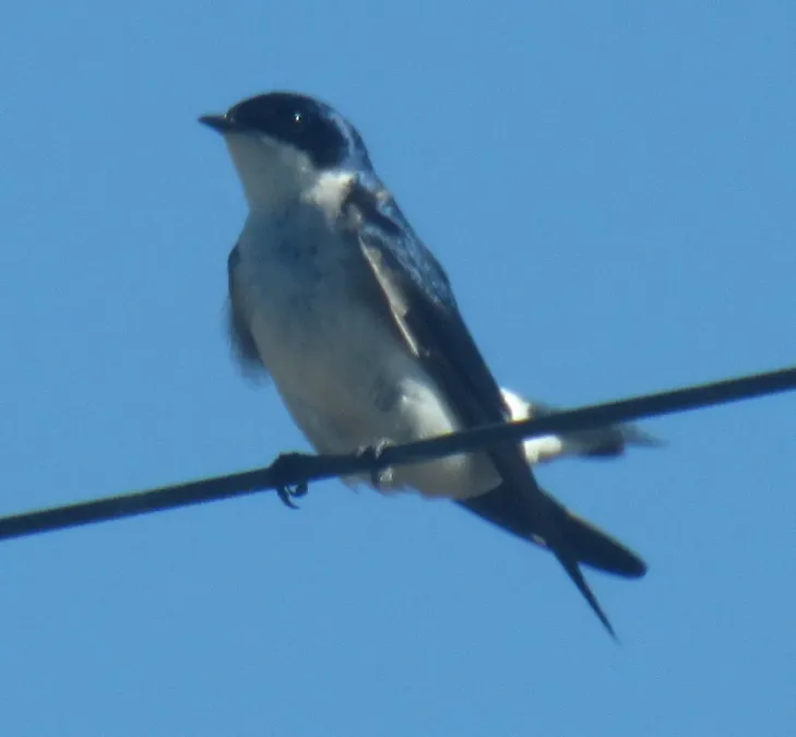File:Golondrina chilena, Tachycineta leucopyga.jpg