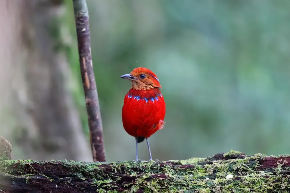 File:Erythropitta arquata (Blue-banded Pitta).jpg