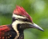 File:Red-backed flameback (Dinopium psarodes) male head.jpg