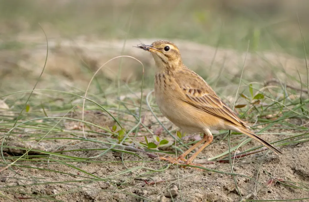 File:Paddyfield pipit (Anthus rufulus).jpg