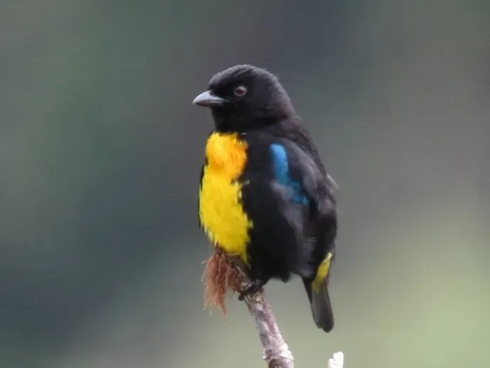 File:Bangsia melanochlamys - Tangara aurinegra - Black-and-Gold Tanager (8553364280) (2) (cropped).jpg