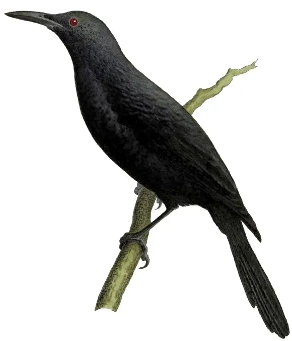 File:Aplonis corvina 2.jpg