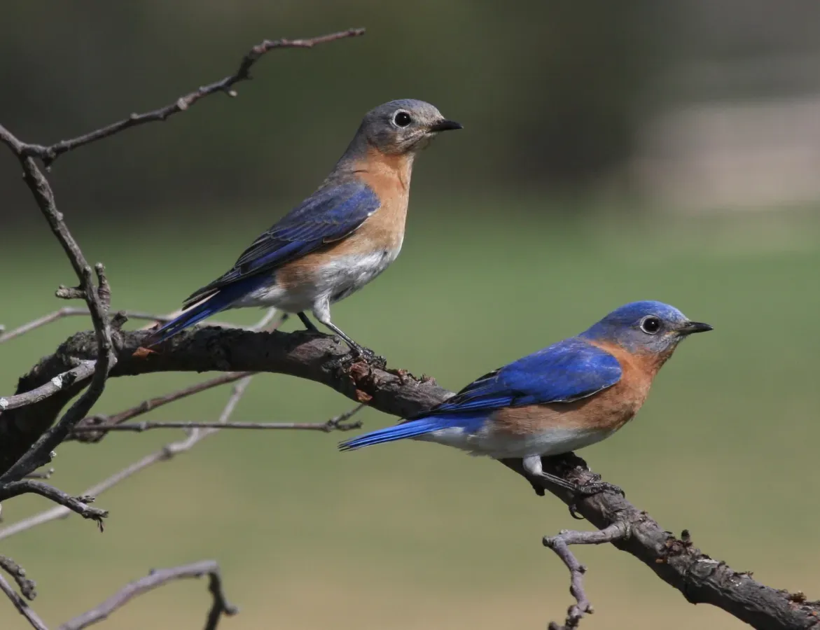 File:Sialia sialis -Michigan, USA -pair-8c.jpg