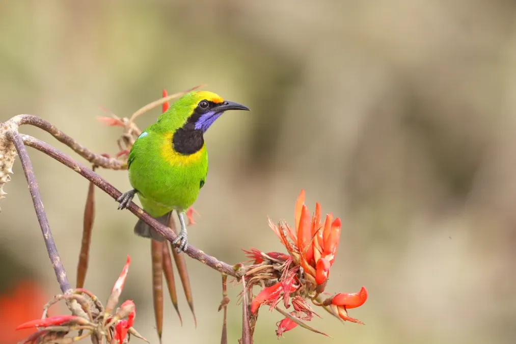 File:Golden-fronted leafbird (Chloropsis aurifrons).jpg