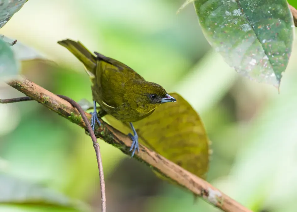 File:Bangsia flavovirens - Yellow-green Tanager 2.jpg