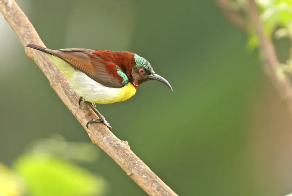 File:Purple-rumped sunbird (Leptocoma zeylonica).jpg