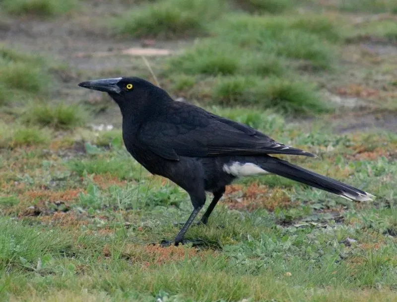 File:Strepera versicolor arguta1.jpg