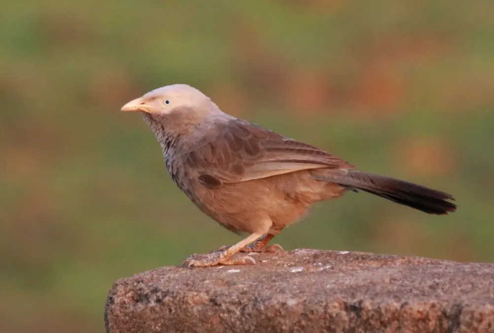 File:Yellow-billed babbler (Argya affinis).jpg