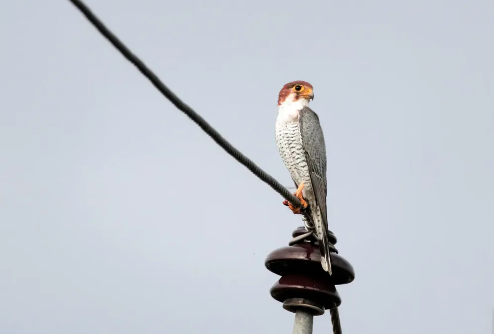 File:Red-necked Falcon (Falco chicquera), India.jpg
