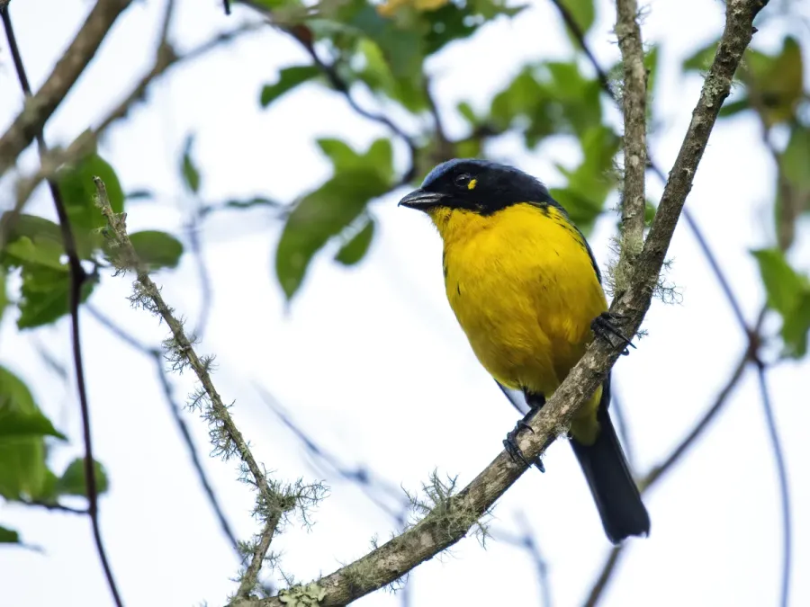 File:Anisognathus melanogenys - Black-cheeked Mountain-Tanager.jpg
