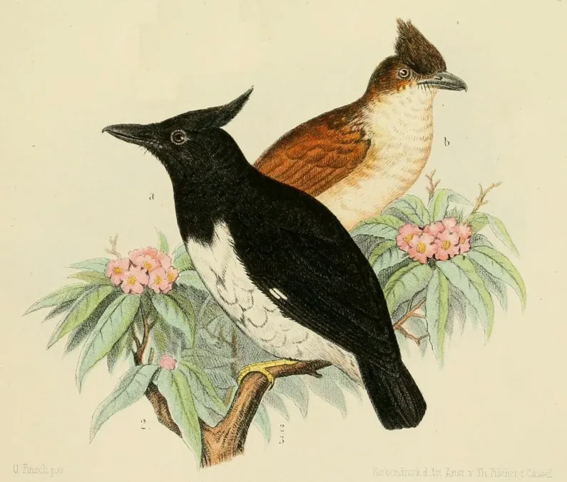 File:BiasMusicus.jpg